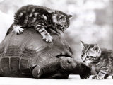 Two Young Kittens Playing with a Slow Moving Giant Tortoise, 1983
