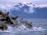 Stellar Sea Lions, Glacier Bay, Alaska, USA