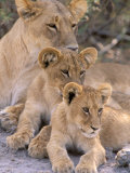 Lioness and Cubs, Okavango Delta, Botswana