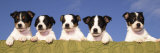 5 Jack Russell Puppies That were Abandoned on Christmas Eve, January 2001