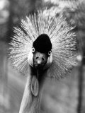 Secretary Bird, Bird of Prey