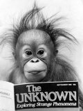 Buy Orangutang, October 1986 at AllPosters.com