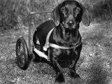 Moss the Dashshund in a Canine Wheelchair with the Slipped Disc, June 1960