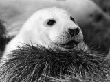 Baby Seals