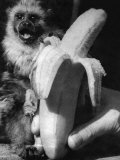 Buy Monkeys and Marmosets, September 1955 at AllPosters.com