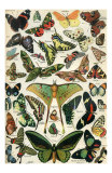 Papillons