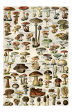 Champignons