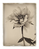 Buy Sepia Peony at AllPosters.com
