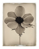 Sepia Anemone