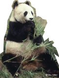 Buy Panda Bear at AllPosters.com