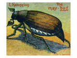 May Bug 