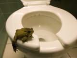 An Eastern American Toad in a Motel Room Bathroom