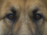 German Shepherd Dog's Eyes