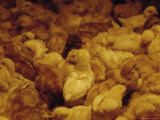 One Week Old Free Range Chickens Under a Heat Lamp