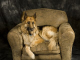 German Shepherd on Leather Chair in Studio