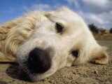 White Fluffy Italian Sheep Dog Resting