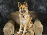 German Shepherd on Leather Chair in the Studio
