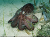Buy Close View of an Octopus at AllPosters.com
