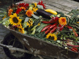 Buy Sunflowers, Dahlias, Eggplants, Pepper and Squash Fill a Wheelbarrow at AllPosters.com