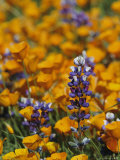 Buy Poppies and Lupine Flowers in a Santa Barbara Field at AllPosters.com