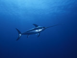 Buy Solitary Broadbill Swordfish Swimming in a Sea of Blue at AllPosters.com