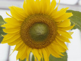 Buy Close View of a Sunflower at AllPosters.com
