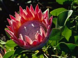 Buy Close View of a King Protea Flower at AllPosters.com