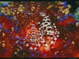 Buy Pair of Coleman's Shrimp Residing on a Fire Urchin at AllPosters.com