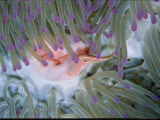 Buy Pink Anemonefish Swims Among a Sea Anemone's Stinging Tentacles at AllPosters.com