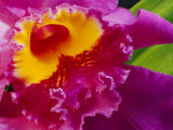 Buy Close View of a Bright Pink Cattleya Orchid at AllPosters.com