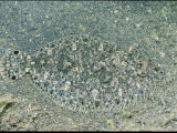 Buy Flatfish Camouflages Itself in Sand at AllPosters.com