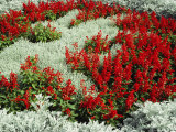 Buy Field of Salvia and Dusty Miller at AllPosters.com