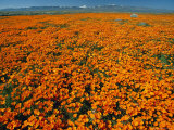 Buy Waves of California Poppies Reach Towards Snow-Covered Mountains at AllPosters.com