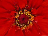 Buy Close View of a Zinnia Hybrid at AllPosters.com