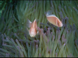 Buy Two Pink Anemonefish Swim Among a Sea Anemone's Stinging Tentacles at AllPosters.com