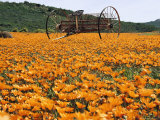 Buy Large Field Carpeted with Orange Wildflowers at AllPosters.com