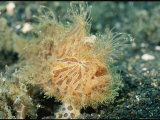 Buy Close View of a Striated Frogfish at AllPosters.com