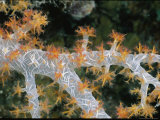 Buy Close View of a Soft Coral at AllPosters.com