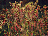 Buy Field of Red and Green Kangaroo Paws at AllPosters.com