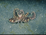 Buy Close View of an Octopus at AllPosters.com