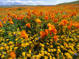 Buy California Poppies and Goldfields Dance in the Wind After a Rainfall at AllPosters.com