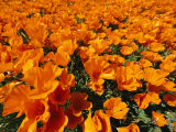 Buy California Poppies in Field at AllPosters.com