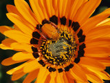 Buy South African Monkey Beetle Burrows Deep Into a Gazania Flower at AllPosters.com