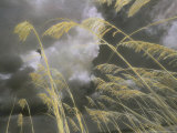 Sea Oats Grow Along a Dune on a South Carolina Barrier Island