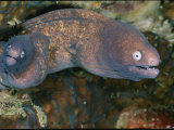 Buy Pair of Moray Eels at AllPosters.com