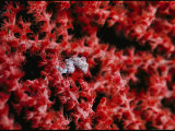 Buy Pygmy Sea Horse Nestled in the Branches of a Soft Coral at AllPosters.com