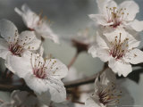 Buy Close View of Cherry Blossoms at AllPosters.com