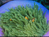Buy Anemonefish Take Shelter in a Magnificent Sea Anemone at AllPosters.com