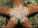 Buy Close View of the Central Disk of a Starfish at AllPosters.com