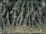 Buy School of Striped Catfish at AllPosters.com